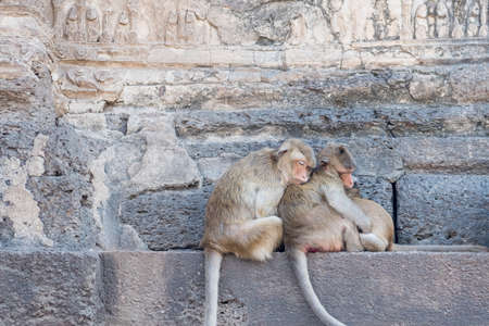 A group of Monkey sleeping, in Lopburi, a province in the central region of Thailand