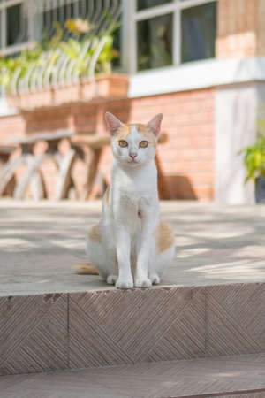 Orange and white cat sitting on the floorの写真素材