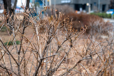 Tree Branch with yellow leaves, autumn.の写真素材