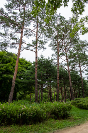 Walking path with tree along the way. Seoul Forest in Seoul, South Korea.の写真素材