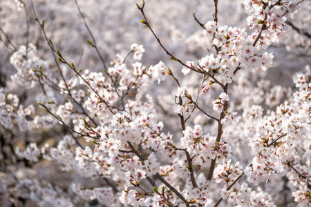 Close up of Cherry Blossoms in spring with Soft focus, in Seoul, South Koreaの写真素材