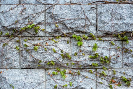 Vine plant on concrete stone wallの写真素材