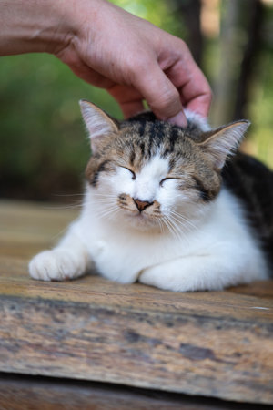 A hand caress the Thai cat with cute face