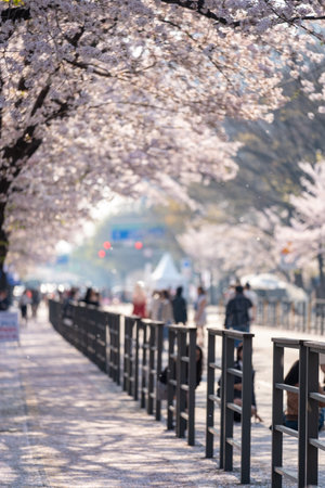 Seoul, South Korea - 3 April 2023: People walking along the street at Yeongdeungpo Yeouido Spring Flower Festival, one of the annual cherry blossom festivals.のeditorial素材