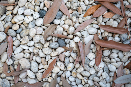 Pebble stone with dry leaves texture for backgroundの写真素材