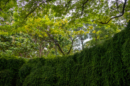 The big tree above the tunnel at Fort Canning Park, Singaporeの写真素材