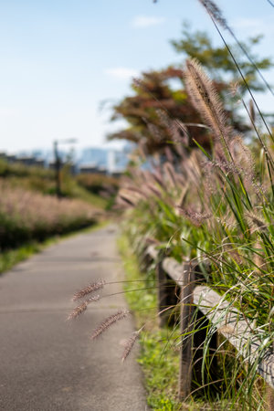 Silver Grass along the walkway in Namsan Park, Seoul