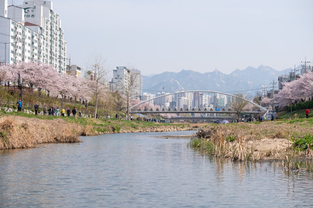 Seoul, South Korea - 3 April 2023: People walking around Cherry blossom festival at Bulgwangcheonのeditorial素材