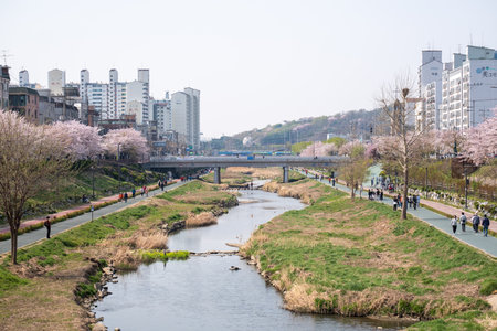 Seoul, South Korea - 3 April 2023: People walking around Cherry blossom festival at Bulgwangcheonのeditorial素材