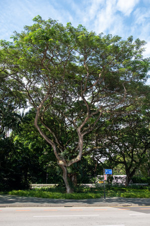 Singapore - 20 October 2022: Huge tree located on Orchard Road, Singaporeâs retail heart area.のeditorial素材