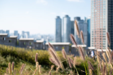 Walkway next to Hanyangdoseong Wall or Seoul City Wall in Namsan park, with Silver grass on the foreground. South Koreaの写真素材