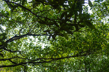 View of the tree in the park with sky on the background