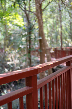 Wooden bridge walkway in the public forest.の写真素材
