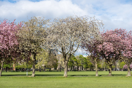 The Meadows park in spring. Beautiful pink Cherry Blossom or Sakura. in Edinburgh, Scotlandの写真素材