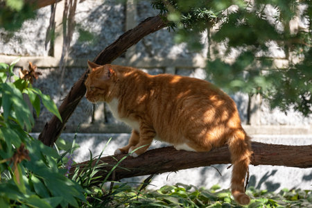 Ginger cat hiding on the treeの写真素材