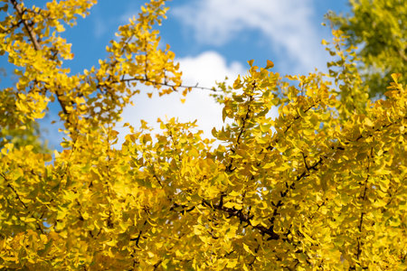 Colorful leaves, autumn season with sky in the backgroundの写真素材