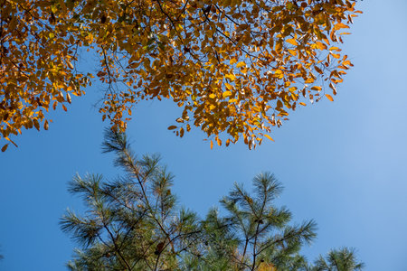 Colorful leaves, autumn season with sky in the backgroundの写真素材