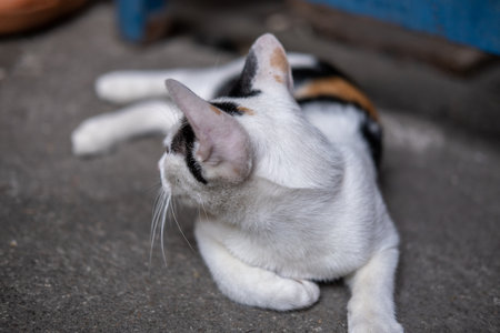 Thai cat lying on the floorの写真素材