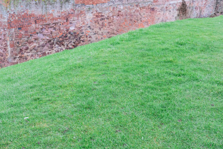 green grass texture from a field
