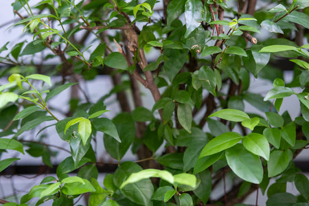 Green leaf texture for natural backgroundの写真素材