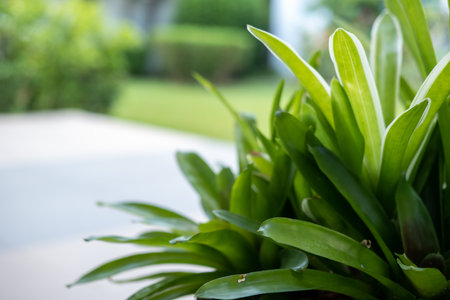 Green plant with blurred background of the gardenの写真素材