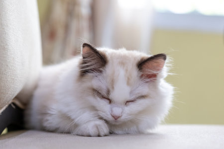 Small Ragdoll cat sitting sleepy on the chairの写真素材
