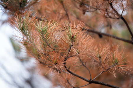 Pine tree branch in autumn with sky on the background