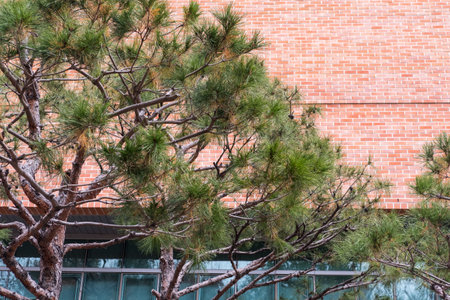 Pine tree branch with brick building on the background