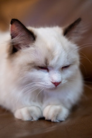 Cute, sleepy small Ragdoll cat. 4 months oldの写真素材