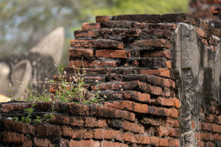 Plant growing on crack Red Brick Wallの写真素材