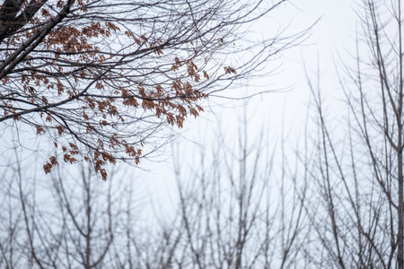 Tree Branch Against Winter's Blue Dull Sky