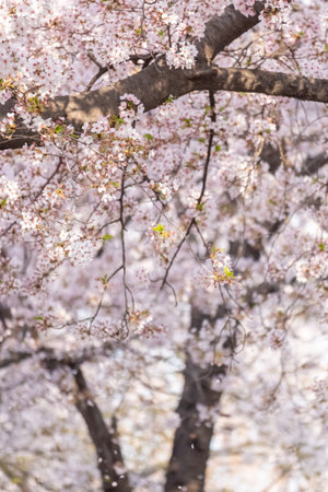 Cherry Blossoms in spring with Soft focus, at Yeongdeungpo Yeouido Spring Flower Festival in Seoul, South Koreaの写真素材