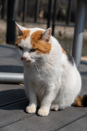Chubby cat sitting on the floor, Seoul Forest in South Koreaの写真素材