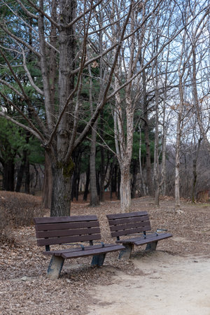 A couple of bench with view of Seoul Forest in early spring, South Korea