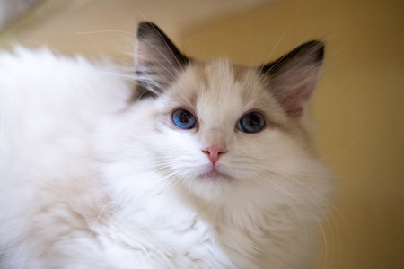Cute, small Ragdoll cat. 3 months oldの写真素材