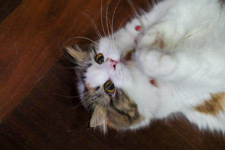 Close up of cute fluffy white cat lying on the floor, playing with cat teaser. Mixed breed cat between Maine Coon and Scottish Fold.の写真素材
