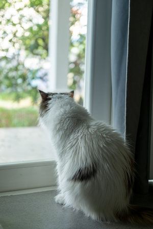 Cute fluffy white cat looking to the garden view by the window. Mixed breed cat between Maine Coon and Scottish Fold.の写真素材