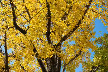 Ginkgo with yellow leaves, autumn season with blue sky in the background