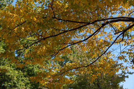 Colorful leaves, autumn season with beautiful bokeh and sky in the backgroundの写真素材