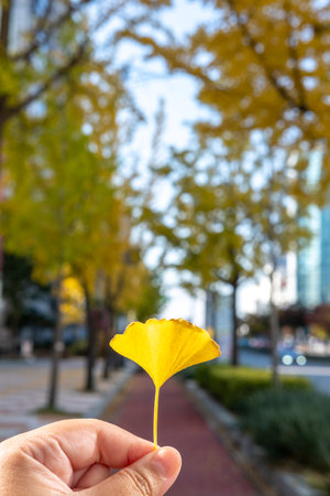 Close-up photo of hand holding a yellow Ginkgo leaf with blurred background of autumn landscapeの写真素材