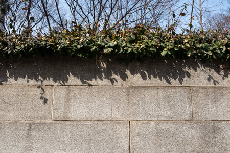Concrete stone wall with vine plant on the top