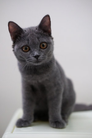 3 months old British Shorthair cat looking at the cameraの写真素材
