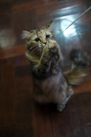 Cute fluffy brown cat playing with cat teaser. Mixed breed cat between Maine Coon and Scottish Fold.の写真素材