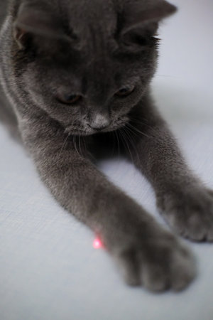 3 months old British Shorthair cat lying on the floor, playing with laser pointerの写真素材