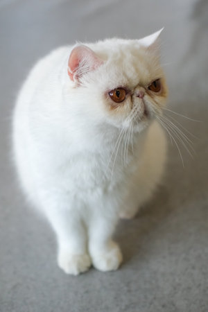 White cat standing on the floorの写真素材