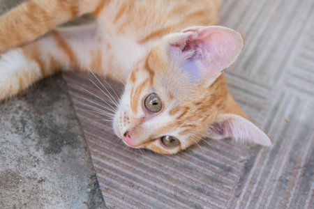 Close up of Thai Orange and White Cat Kitty lying on the floorの写真素材