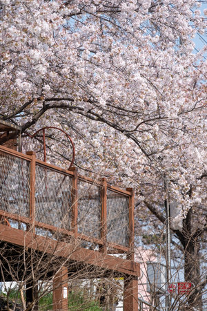 Spring scene of Cherry Blossoms or Pok Kot, with wooden balcony canopy. At Bulgwangcheon in Seoul South Koreaの写真素材