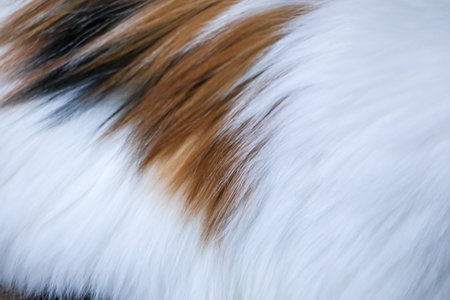 Cat fur texture, close-up.の写真素材