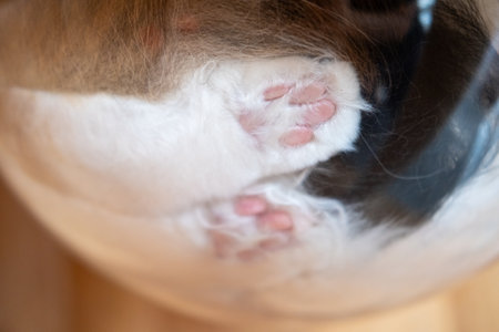 Cat paws in clear bowl on cat tree.の写真素材