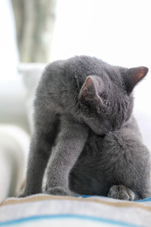 3 months old British Blue, British Shorthair cat looking aroundの写真素材
